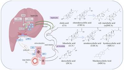 Bile acids as a key target: traditional Chinese medicine for precision management of insulin resistance in type 2 diabetes mellitus through the gut microbiota-bile acids axis